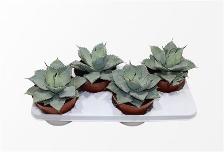 Agave Dragionis