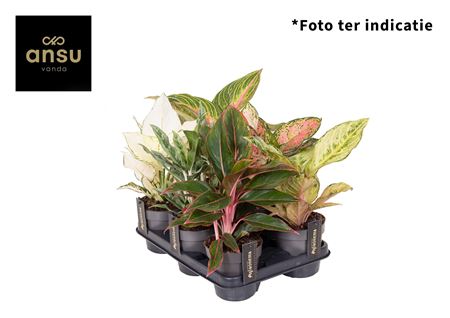 Aglaonema Mix