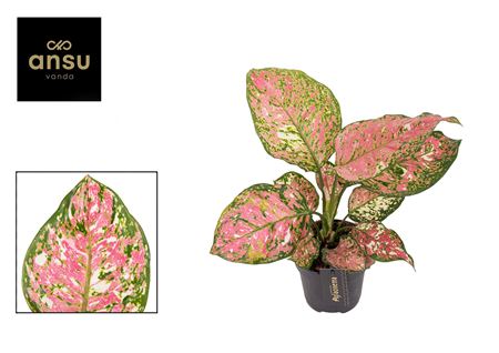 Aglaonema Jazzy Red