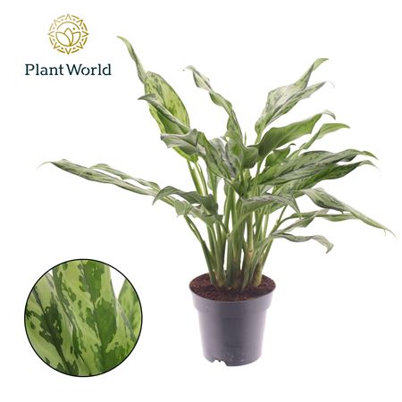 Aglaonema Juliette