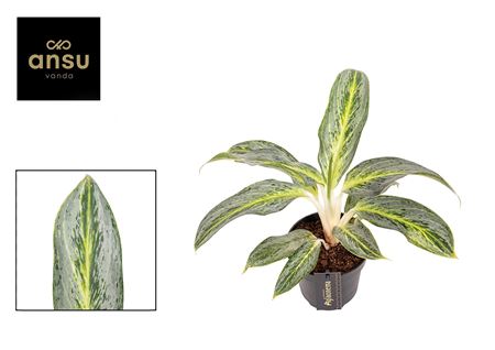 Aglaonema Emerald Stone