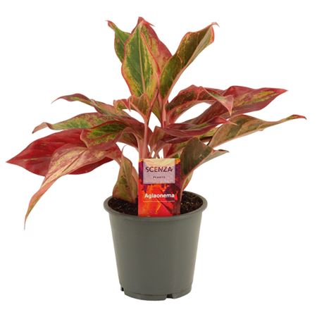 Aglaonema Red Fire