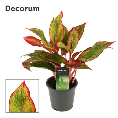 Aglaonema Red Fire (decorum)