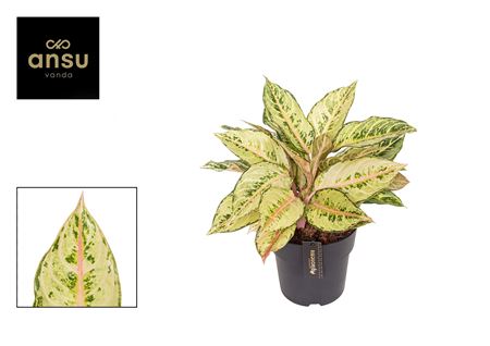 Aglaonema Exclusive Mix