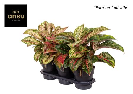 Aglaonema Exclusive Mix
