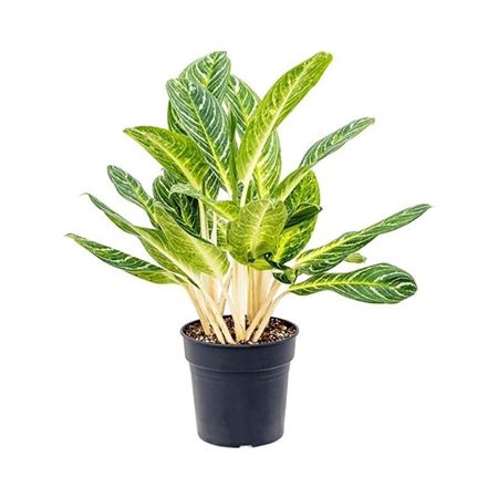 Aglaonema Key Lime
