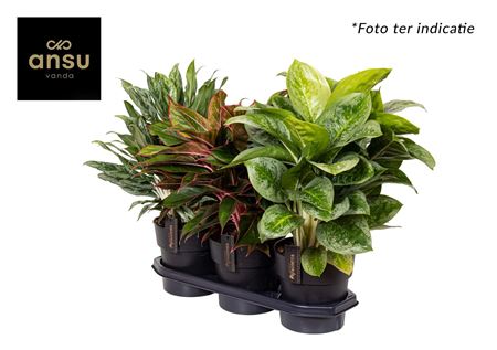 Aglaonema Mix Xxl