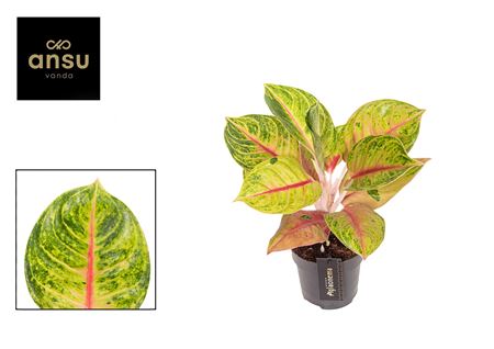 Aglaonema Iguana Red