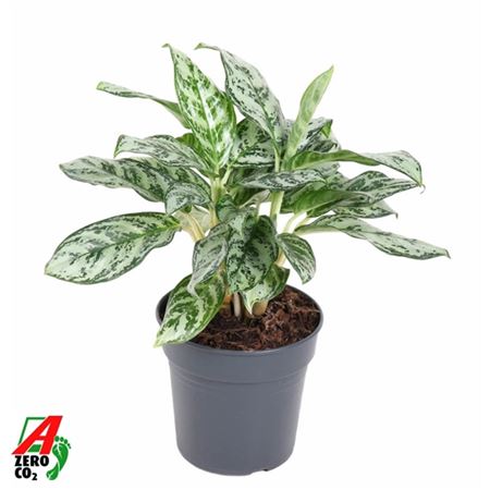 Aglaonema Patricia