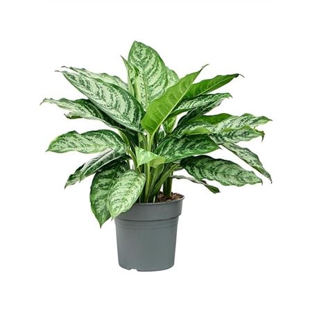Aglaonema Chantal