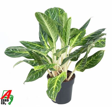 Aglaonema Key Lime