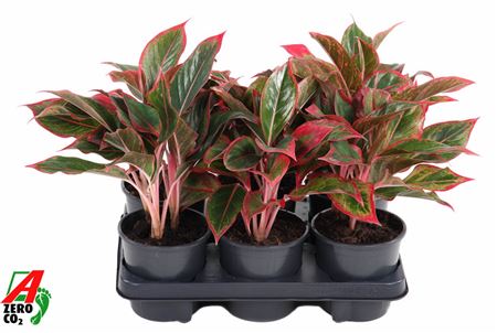 Aglaonema Siam Red Aurora