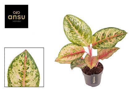 Aglaonema Carnival Queen