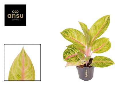 Aglaonema Rose Parakeet
