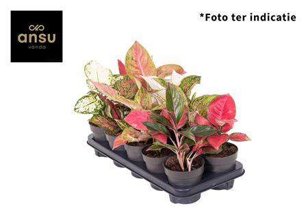 Aglaonema A2 Mix