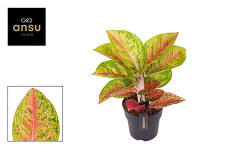 Aglaonema Grand Poppy