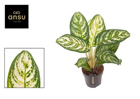 Aglaonema Minty Ice
