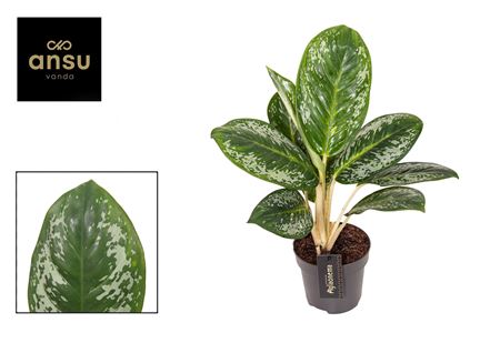 Aglaonema Onyx Green