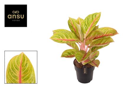 Aglaonema Rose Parakeet