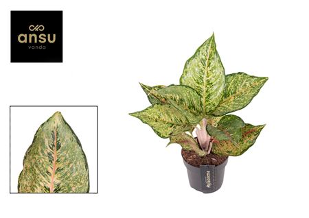 Aglaonema Pistachio Pink