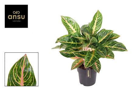 Aglaonema Red Okapi