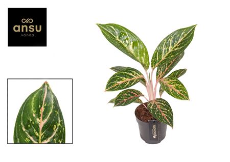 Aglaonema Coco Green