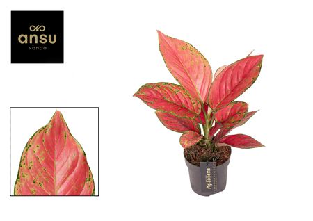 Aglaonema Ruby Love