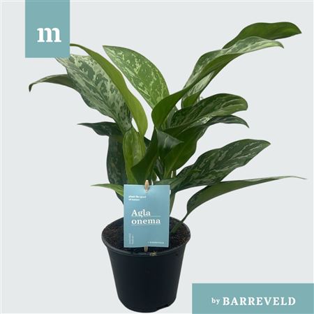 Aglaonema Splash