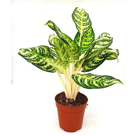 Aglaonema Zebra