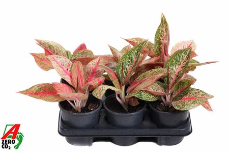 Aglaonema Starshine