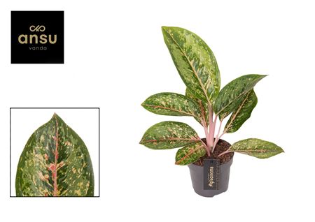 Aglaonema Camo Coralie