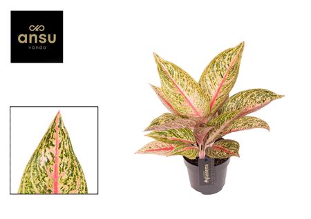 Aglaonema Romance Red