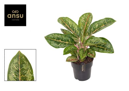 Aglaonema Camo Coralie