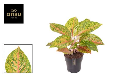 Aglaonema Grand Boquet