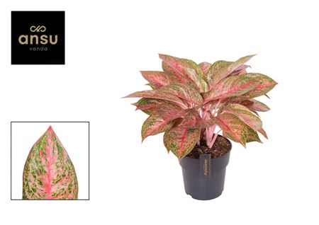 Aglaonema Tango Pink