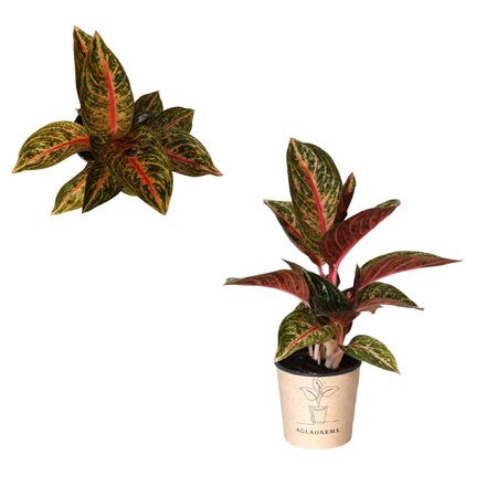 Aglaonema Gold Powder
