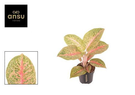 Aglaonema Vermillion Red