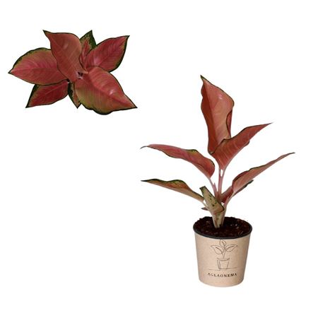 Aglaonema China Red