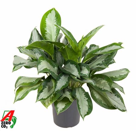 Aglaonema Silver Moon
