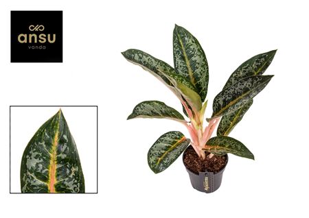 Aglaonema Orange Flame