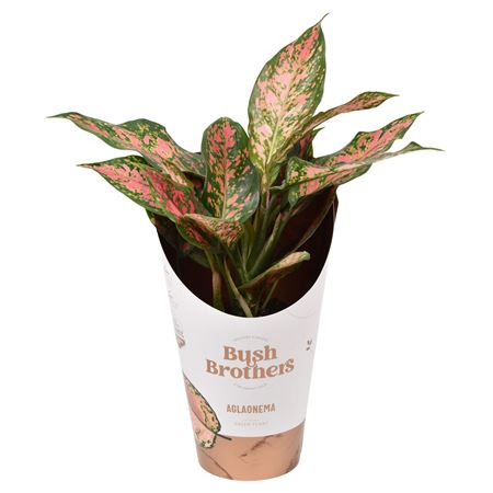Aglaonema Point Star