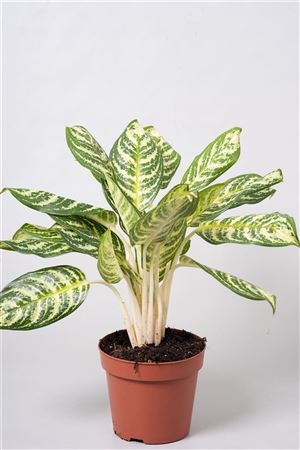 Aglaonema Zebra