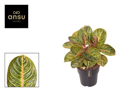 Aglaonema Tourmaline Gold.