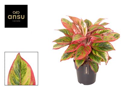 Aglaonema Jamaica Red
