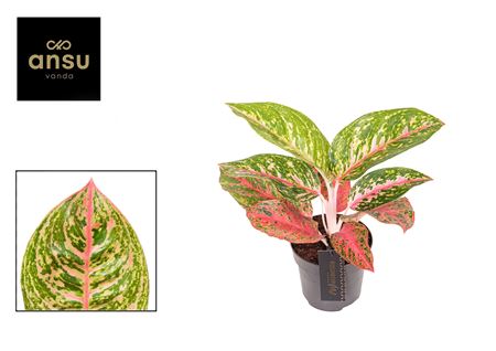 Aglaonema Red Reflections