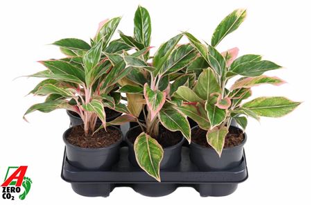 Aglaonema Siam Pink
