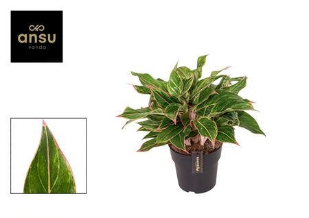 Aglaonema Jungle Lava