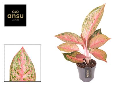 Aglaonema Tango Pink
