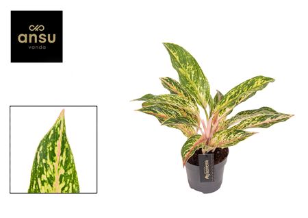Aglaonema Twiggy Red