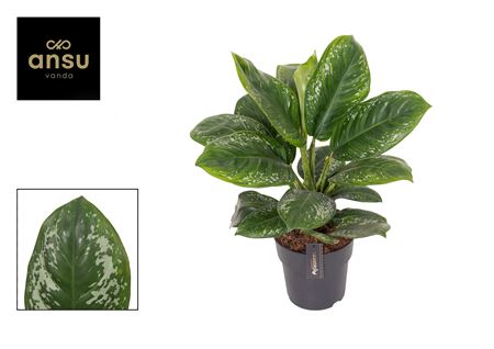 Aglaonema Onyx Green